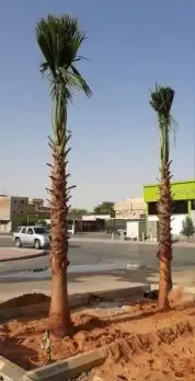 نخل واشنطن 4