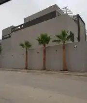 نخيل واشنطونيا ملكي 7