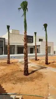 نخيل واشنطونيا ملكي 3