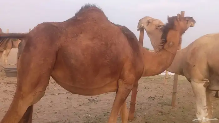 بكره ساحليه ثنيه حمراء دم لقحه طيبه مشروطه 26