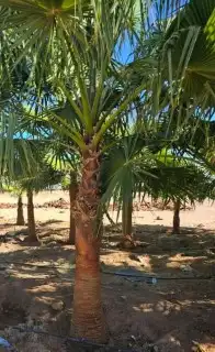 نخل واشنطني 7