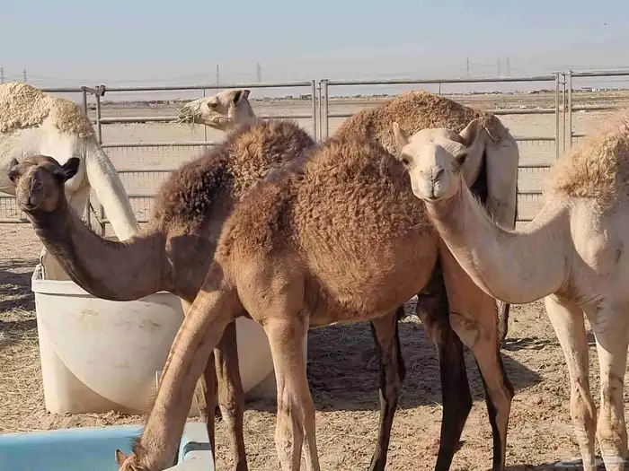 قعدان لبانيه 8