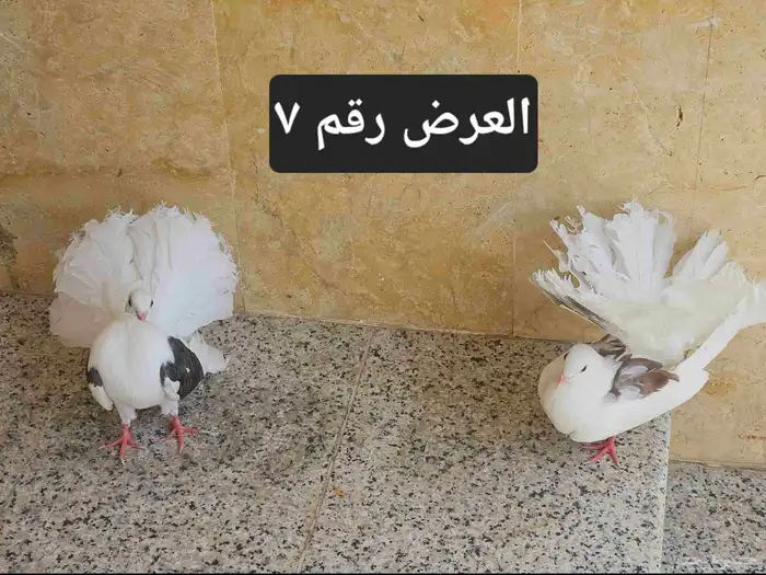 حمام منوع للبيع 28