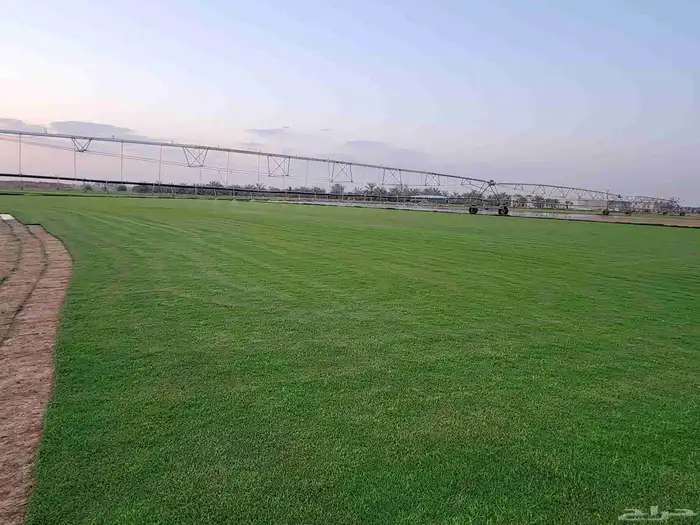 ثيل انجيله طبيعي C2000 درجة أولى 9