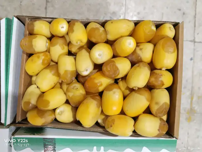 خلاص الخرج نبوت سلطان دخيني درجة شيشي اولى الموقع الرياض 1