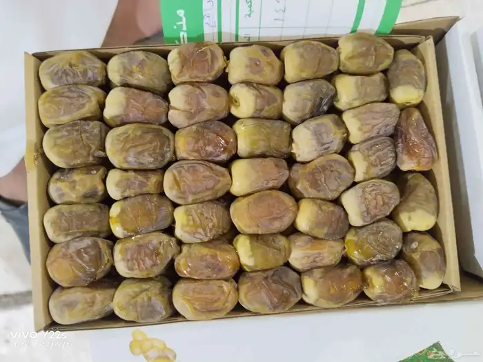 خلاص الخرج نبوت سلطان دخيني درجة شيشي اولى الموقع الرياض 3
