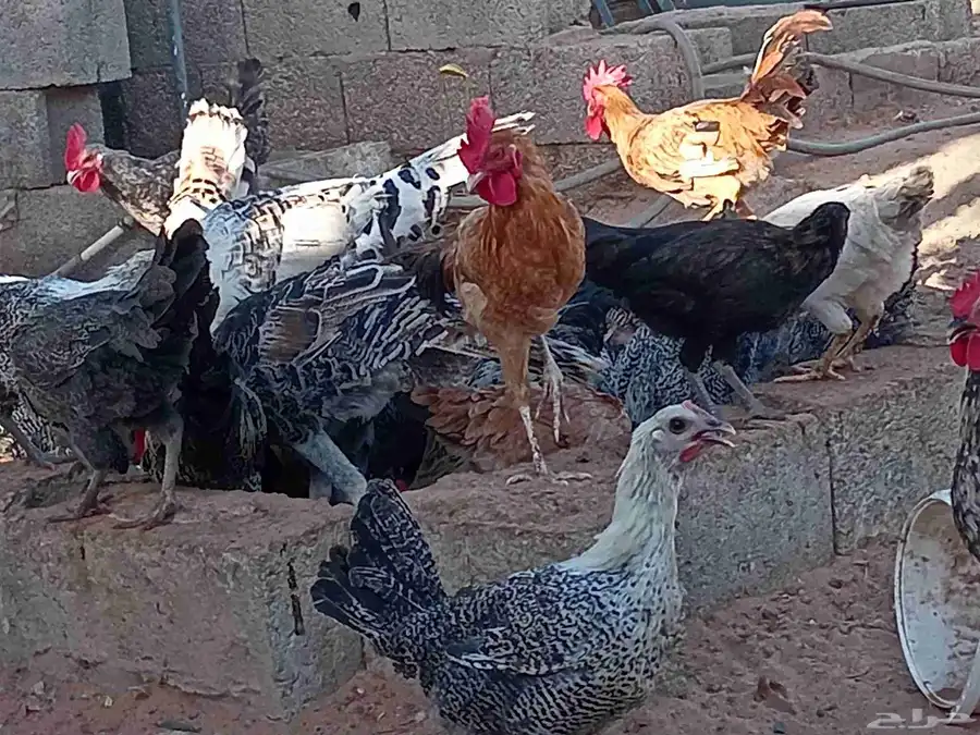 دجاج بشاير تركي فيومي ابراما رومي ست حبات كلهم بشاير لهم فوق 6