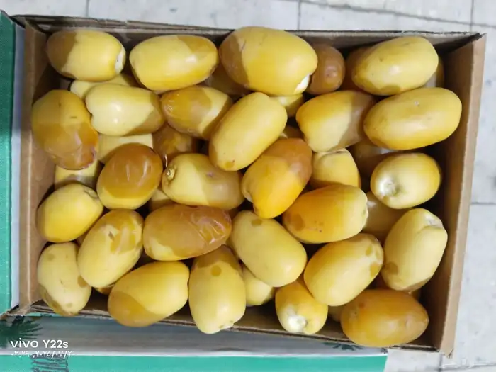خلاص الخرج نبوت سلطان دخيني درجة شيشي اولى الموقع الرياض 0