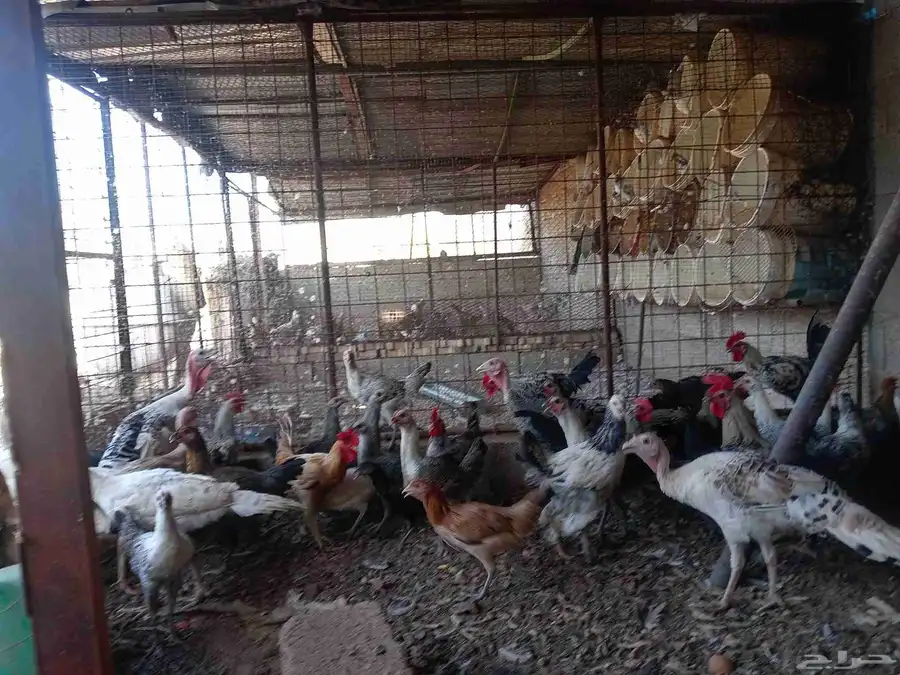 دجاج بشاير تركي فيومي ابراما رومي ست حبات كلهم بشاير لهم فوق 3