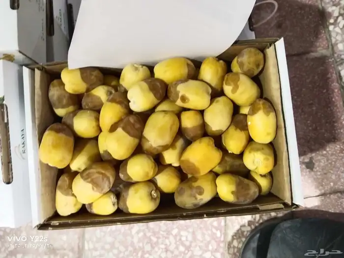خلاص الخرج نبوت سلطان دخيني درجة شيشي اولى الموقع الرياض 6