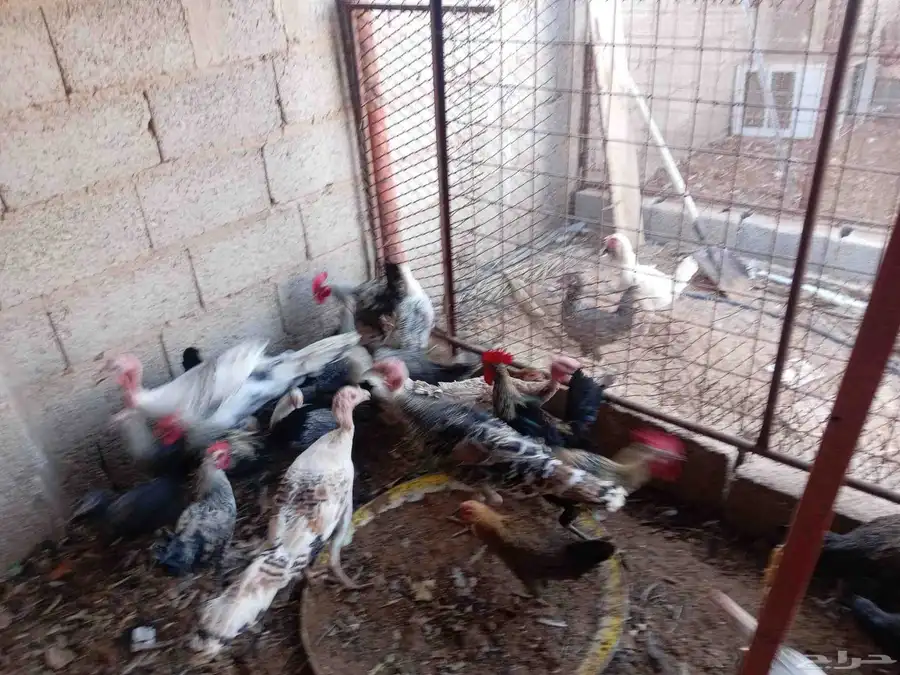 دجاج بشاير تركي فيومي ابراما رومي ست حبات كلهم بشاير لهم فوق 5