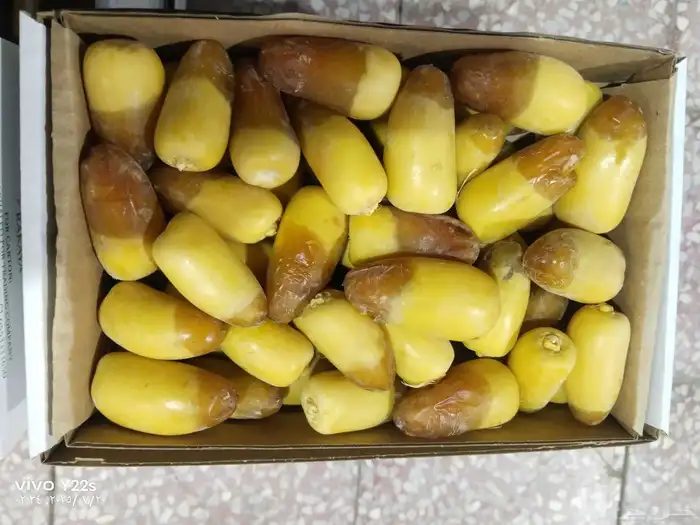 خلاص الخرج نبوت سلطان دخيني درجة شيشي اولى الموقع الرياض 5