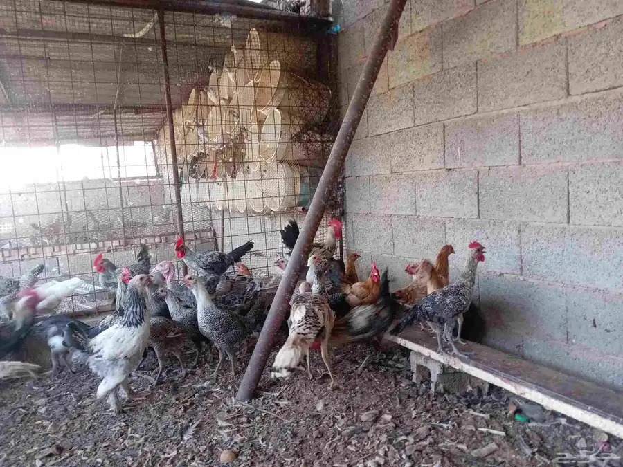 دجاج بشاير تركي فيومي ابراما رومي ست حبات كلهم بشاير لهم فوق 0