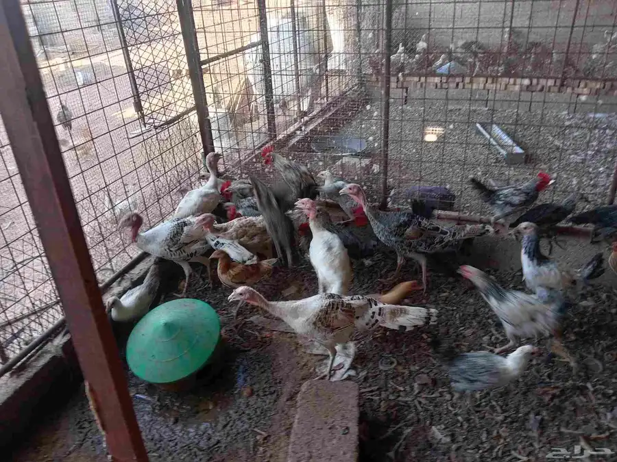 دجاج بشاير تركي فيومي ابراما رومي ست حبات كلهم بشاير لهم فوق 2