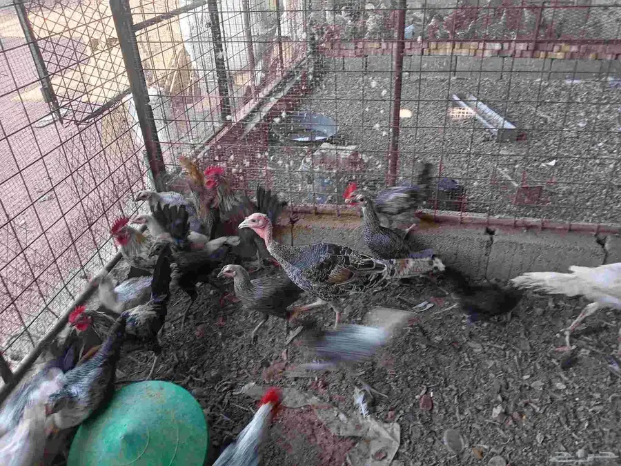 دجاج بشاير تركي فيومي ابراما رومي ست حبات كلهم بشاير لهم فوق 4