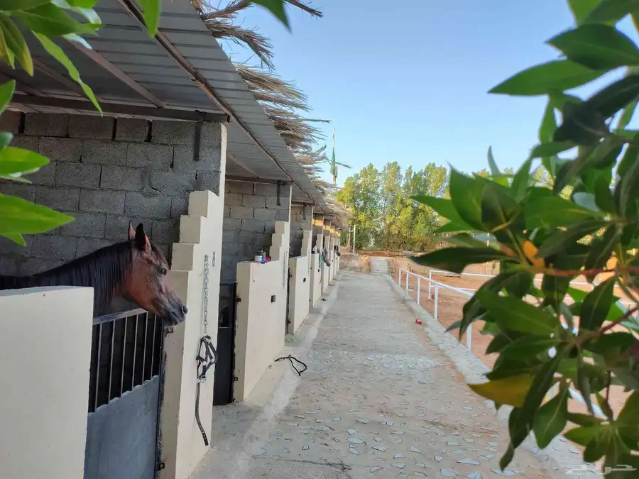 أكاديمية الإبداع للفروسية وتعليم ركوب الخيل يوجد غرف ايواء 8