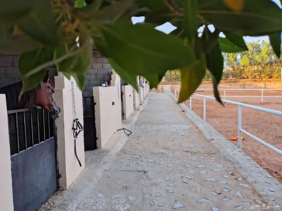 أكاديمية الإبداع للفروسية وتعليم ركوب الخيل يوجد غرف ايواء 2