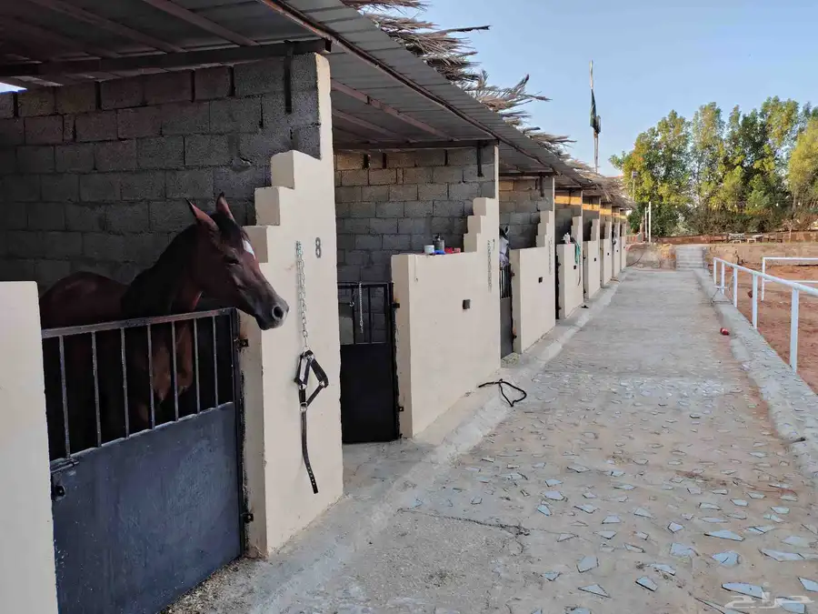 أكاديمية الإبداع للفروسية وتعليم ركوب الخيل يوجد غرف ايواء 6