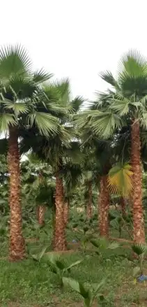 نخل واشنطني 8