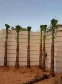 نخل واشنطن 9