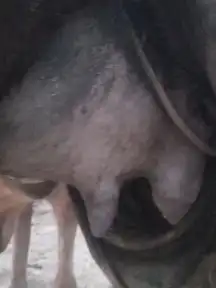 اركه تحتها بكره سليمه من جميع العيوب الشرعيه 0