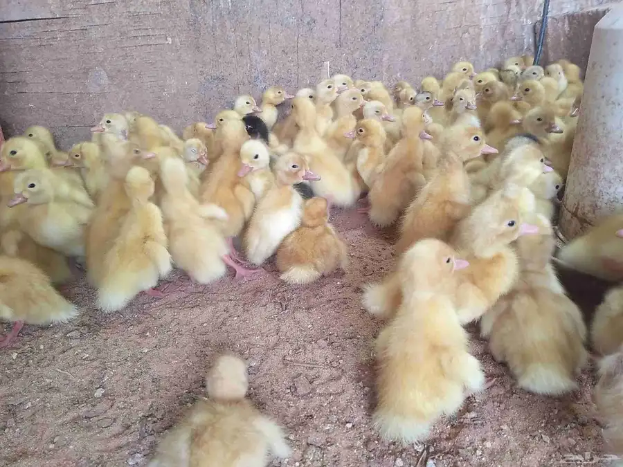 150 جوز صوص بط بكيني 0