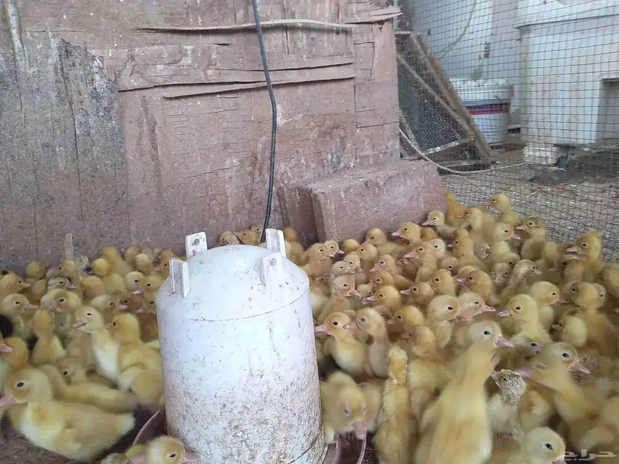 150 جوز صوص بط بكيني 1