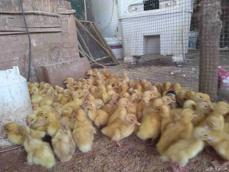 150 جوز صوص بط بكيني 3