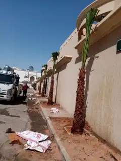 نخيل واشنطونيا ملكي 1