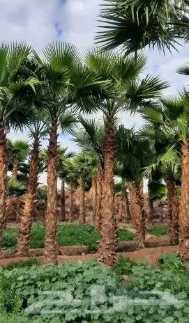 نخل واشنطني 9