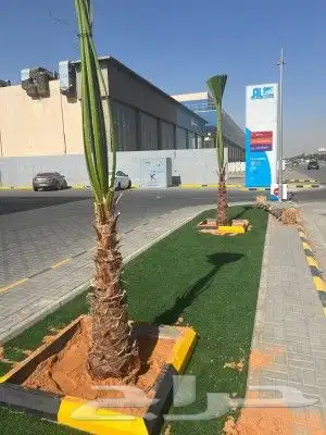 نخيل واشنطونيا ملكي 4