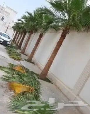 نخل واشنطني 5