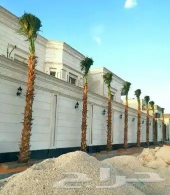 نخل واشنطني 6