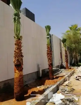 يوجد لدينا جميع انواع النخيل 3