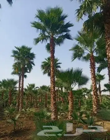 نخل واشنطني 2