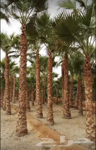 مقالات شبوك ونخل 0