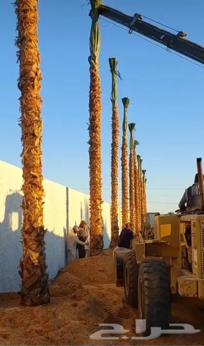 نخل واشنطن 8