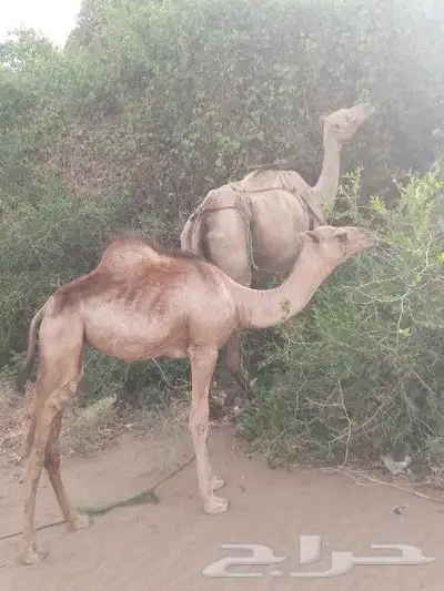 اركه تحتها بكره سليمه من جميع العيوب الشرعيه 1