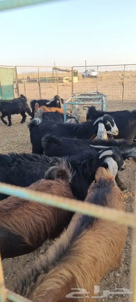 للبيع تيوس عدد 10 0