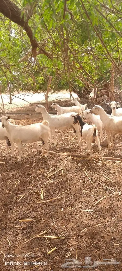 بسم الله الرحمن ماعز للبيع العدد عشر اتبع ثلاثه 0