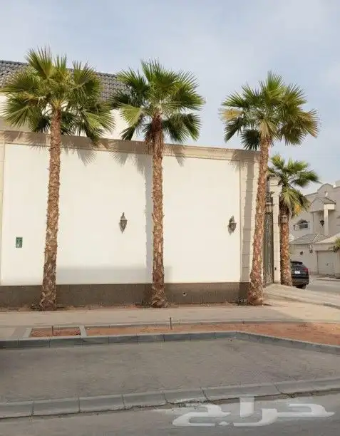 نخل واشنطني 3