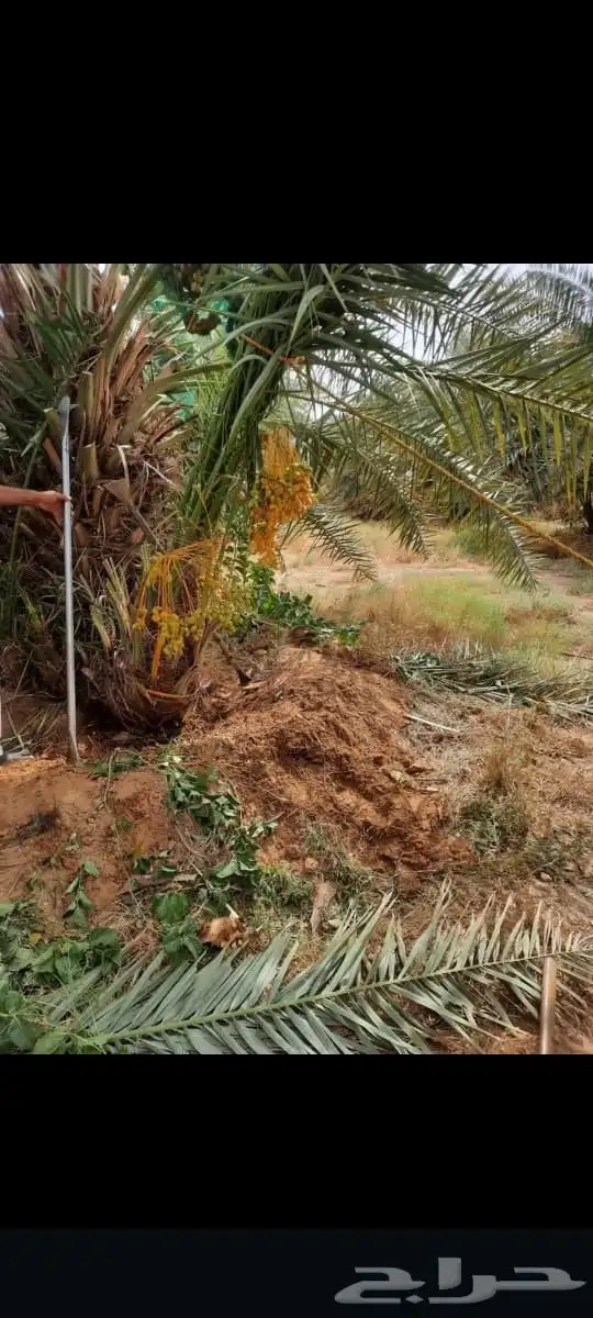 يتوفر خلاص مثمر_بجميع_انواعه_ومقاسته_المختلفه 2
