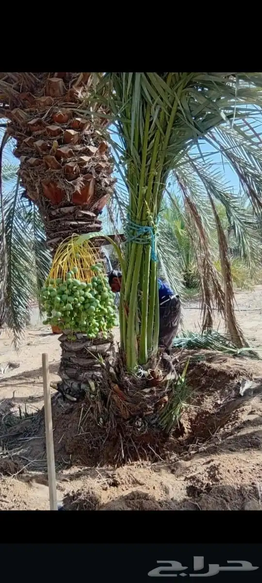 يتوفر خلاص مثمر_بجميع_انواعه_ومقاسته_المختلفه 4