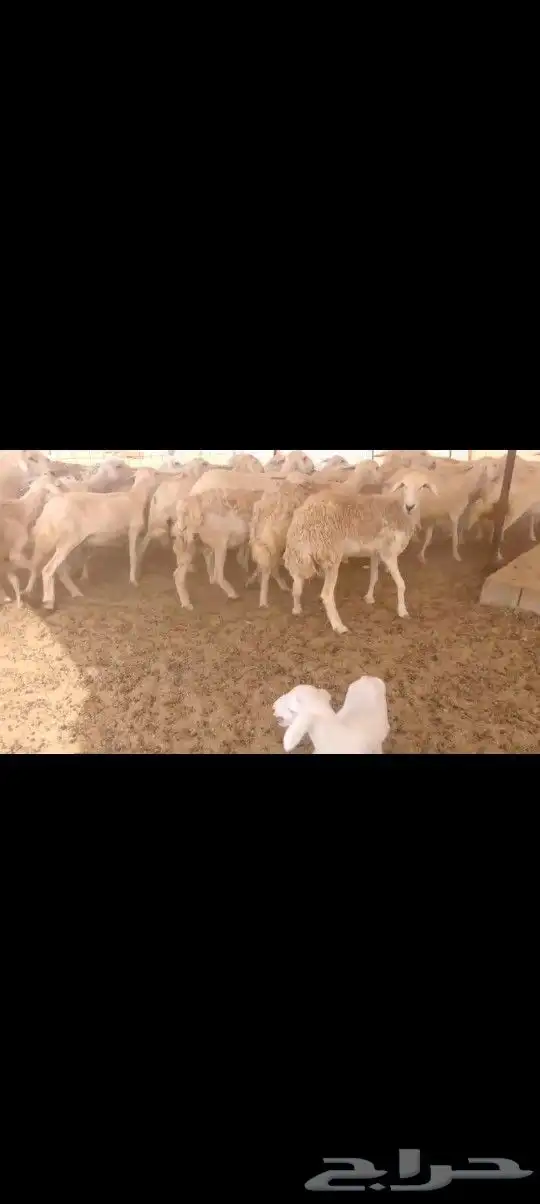 ضان حريه 72 تحتها 6 5