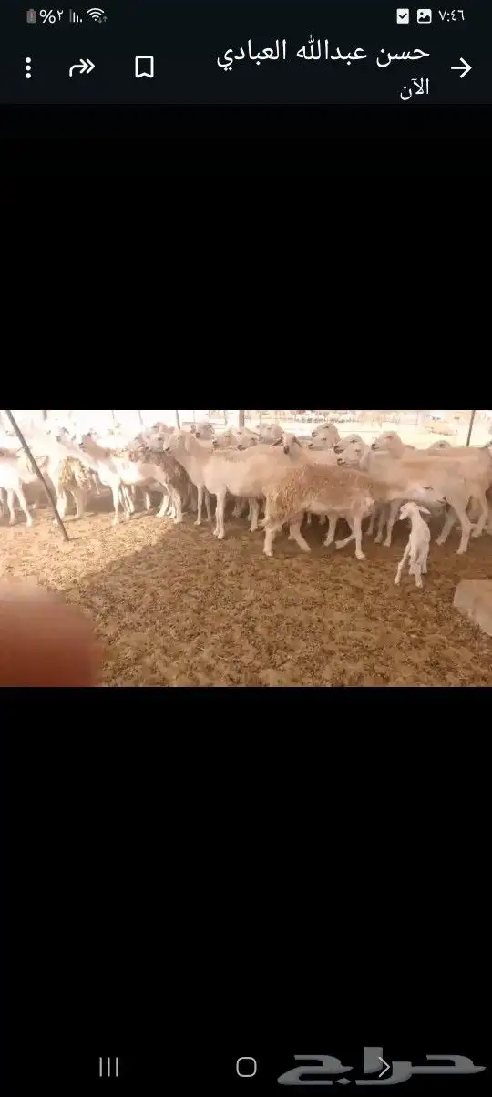 ضان حريه 72 تحتها 6 2