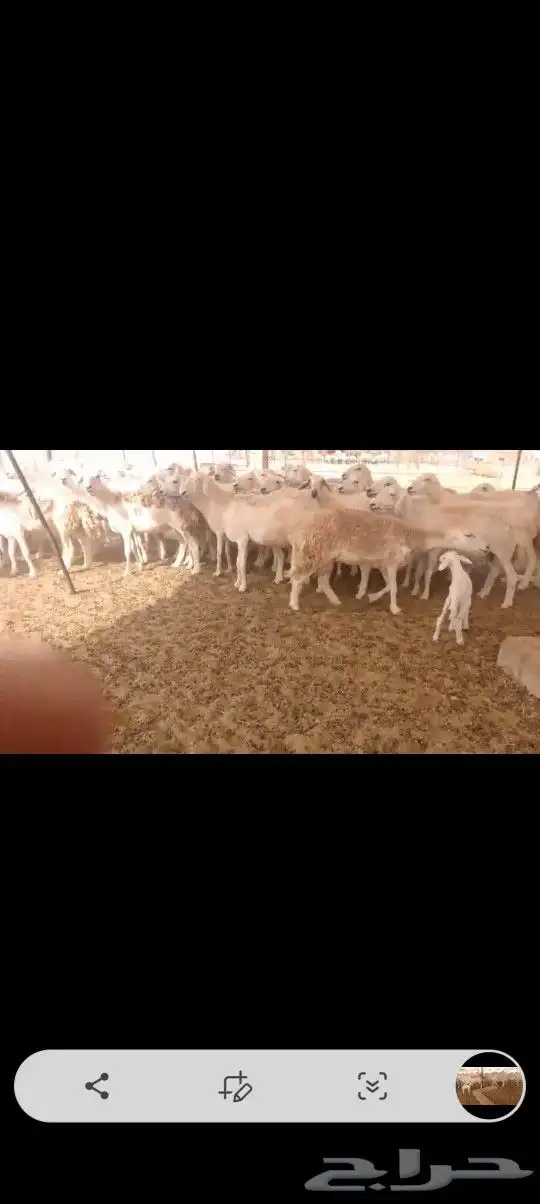 ضان حريه 72 تحتها 6 7
