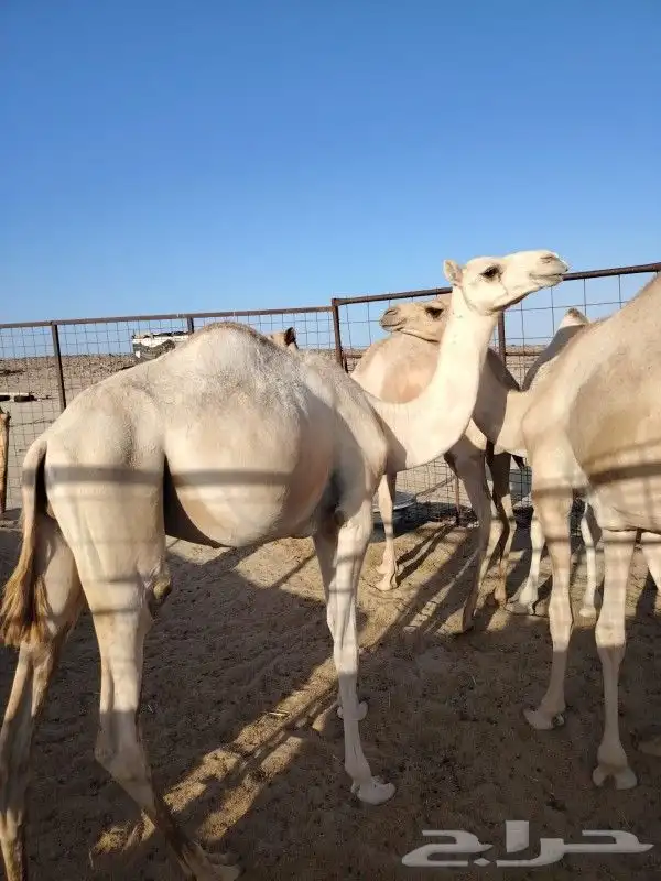 قعودين للبيع جزر سمان 1