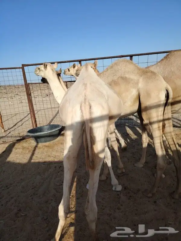 قعودين للبيع جزر سمان 2