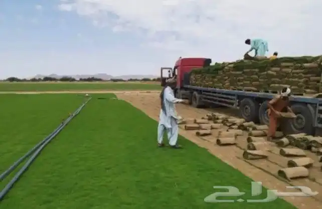 للبيع نجيله خضراء عشب 4