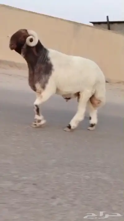 فحل نعيمي صنف للبيع 0